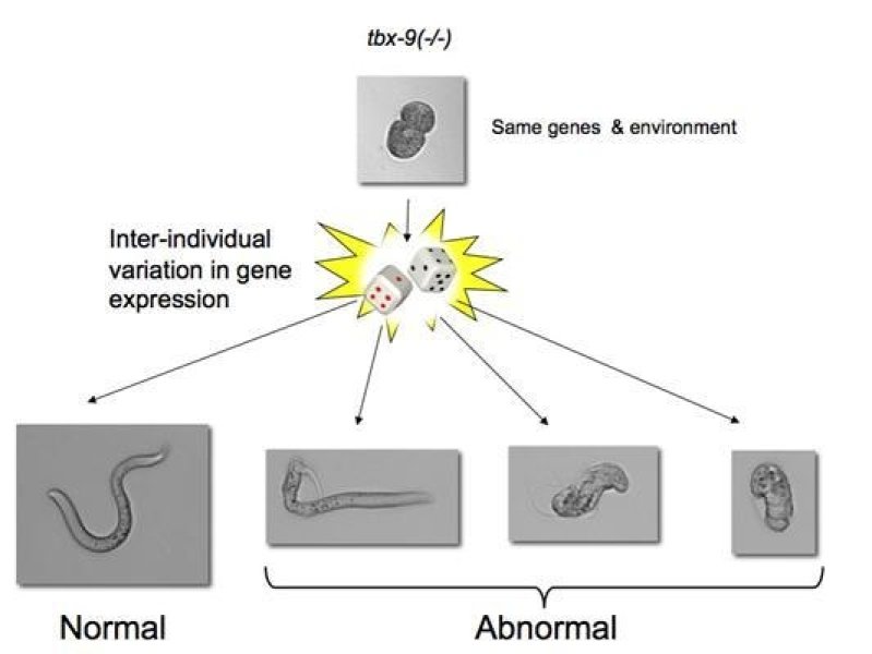 example graphic